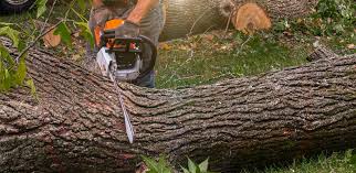 How Our Tree Care Process Works  in Red Hill, SC